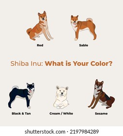 Raza Shiba Inu, dibujo de pedigrí de perro. Personajes de perros en diferentes poses, diseños para impresiones adorables y lindos conjuntos vectores de dibujos animados Shiba, en diferentes poses. Todos los colores populares.