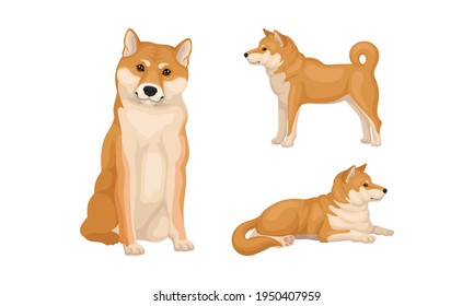 柴犬 尻尾 のイラスト素材 画像 ベクター画像 Shutterstock