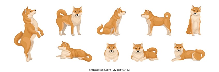 Shiba Inu como una raza de perro cazador de Japón en un conjunto de vectores de Poses