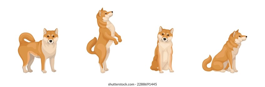 Shiba Inu as Breed of Hunting Dog from Japan in Different Poses Vector Set