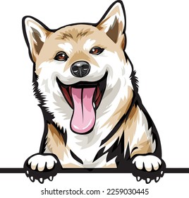 Shiba Inu Color Peeking Dogs. Color image of a dogs head isolated on a white background. Dog portrait, Vector illustration