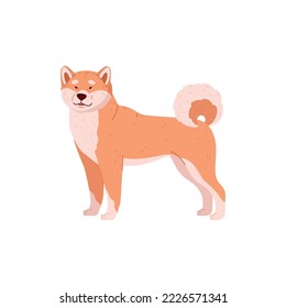 Shiba inu cute breeded dog cartoon character, flat vector illustration isolated on white background. Japanese Shiba inu dog or puppy full length image.