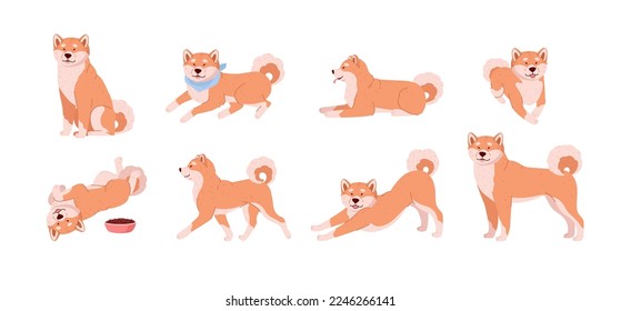 Shiba inu cute dog in various poses set of flat vector illustration isolated on white background. Japanese Shiba inu dog or puppy full length collection.