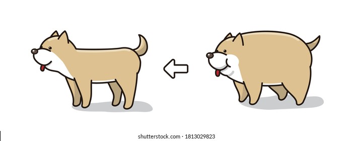 A shiba inu diet before and after.