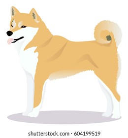 Shiba inu dog