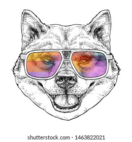 Shiba Inu Dog with aviator sunglasses hand drawn vintage style sketch. Cute funny puppy. Vector Illustration