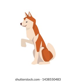 Shiba Inu Dog, Cute Sitting Brown Beige Fluffy Pet Animal, Side View Vector Illustration