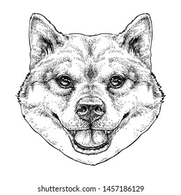 Shiba Inu Dog hand drawn vintage style sketch. Cute funny puppy. Vector Illustration