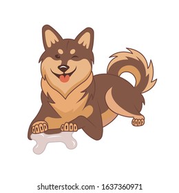 Shiba inu dog on a white background.