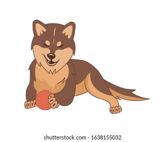 Shiba inu dog on a white background.