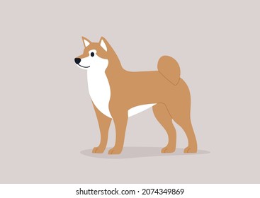 Shiba inu dog in orange color, domestic pet