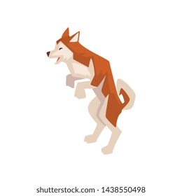Shiba Inu Dog Standing on Hind Feet, Cute Brown Beige Fluffy Pet Animal Vector Illustration