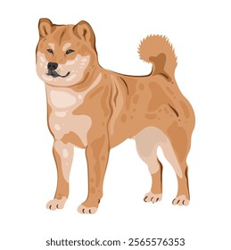 A Shiba Inu dog stands and watches. Red Japanese dog with a smile. Vector isolated image in a flat style for card or gift. Domestic animal. Detailed flat vector icon.