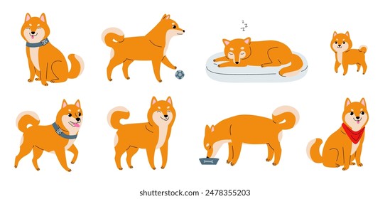 Ilustraciones vectoriales de perro Shiba Inu. Conjunto de perros Shiba Inu en varias poses. Perros lindos sentados, jugando, durmiendo y comiendo. Raza de perro japonés.