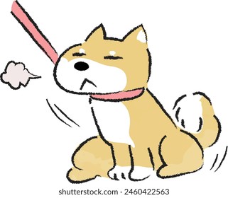 Shiba Inu, un perro que se niega a ser llevado a pasear y no se mueve