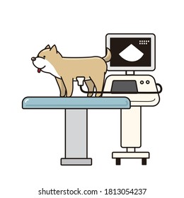 The shiba inu and echo machine in the veterinary hospital.