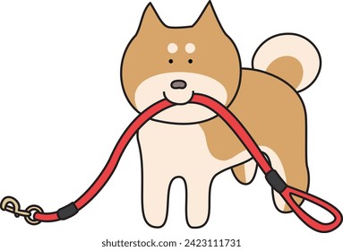 Shiba Inu sostiene una correa caminante en la boca