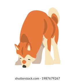 Shiba Inu as Japanese Breed of Hunting Dog with Prick Ears and Curled Tail Sniffing Something Vector Illustration
