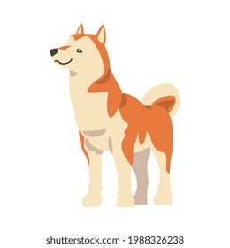 Shiba Inu as Japanese Breed of Hunting Dog with Prick Ears and Curled Tail in Standing Pose Vector Illustration