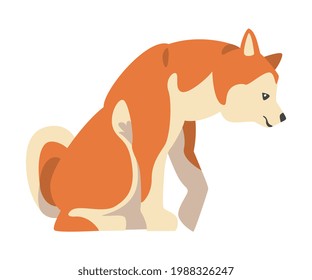 Shiba Inu as Japanese Breed of Hunting Dog with Prick Ears and Curled Tail in Sitting Pose Vector Illustration