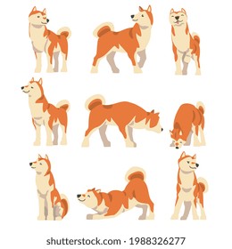 Shiba Inu as Japanese Breed of Hunting Dog with Prick Ears and Curled Tail in Different Poses Vector Set