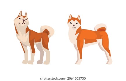 Shiba Inu as Japanese Breed of Hunting Dog with Prick Ears and Curled Tail in Standing Pose Vector Set