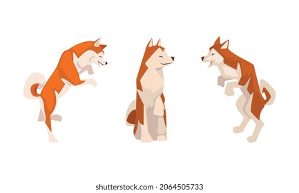 Shiba Inu as Japanese Breed of Hunting Dog with Prick Ears and Curled Tail in Sitting Pose Vector Set
