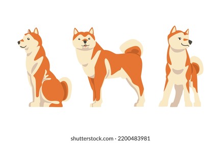 Shiba Inu as Japanese Breed of Hunting Dog with Prick Ears and Curled Tail Sitting and Standing Vector Set