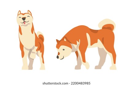 Shiba Inu as Japanese Breed of Hunting Dog with Prick Ears and Curled Tail Standing Vector Set