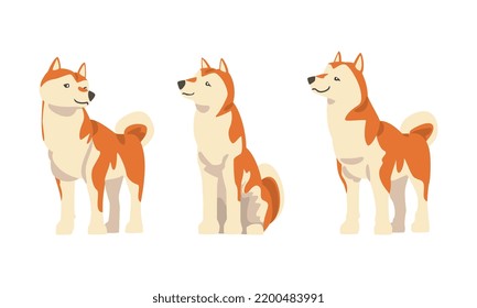 Shiba Inu as Japanese Breed of Hunting Dog with Prick Ears and Curled Tail Sitting and Standing Vector Set