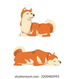 Shiba Inu as Japanese Breed of Hunting Dog with Prick Ears and Curled Tail Sitting and Lying Vector Set