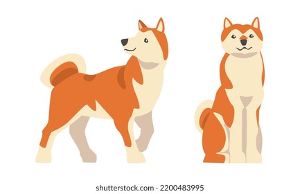 Shiba Inu as Japanese Breed of Hunting Dog with Prick Ears and Curled Tail Sitting and Standing Vector Set