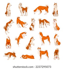 Shiba Inu as Japanese Breed of Hunting Dog with Prick Ears and Curled Tail in Different Pose Big Vector Set