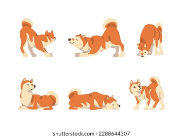 Shiba Inu as Japanese Breed of Hunting Dog with Prick Ears and Curled Tail in Different Poses Vector Set