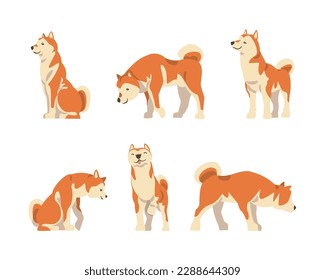 Shiba Inu as Japanese Breed of Hunting Dog with Prick Ears and Curled Tail in Different Poses Vector Set