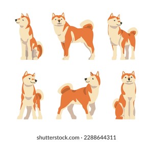 Shiba Inu as Japanese Breed of Hunting Dog with Prick Ears and Curled Tail in Different Poses Vector Set