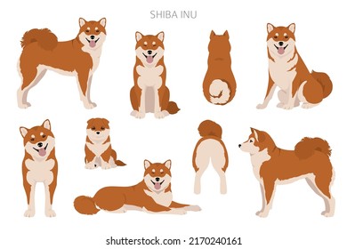 Shiba Inu, un perro japonés de pequeño tamaño con colores de abrigo, poses diferentes para el clímax.  Ilustración del vector