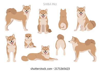 Shiba Inu, Japanese small size dog coat colors, different poses clipart.  Vector illustration