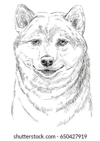 Shiba Inu vector hand drawing portrait in black color isolated on white background