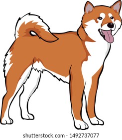 Shiba Inu Vector Illustration Cute