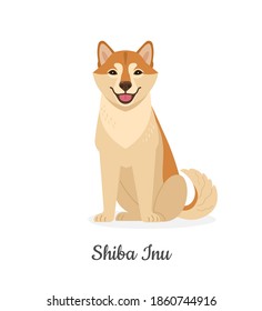 Shiba Inu. Vector illustration of cute big yellow asian dog in flat style. Isolated on white