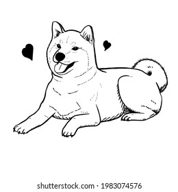 Shiba vector hand drawing illustration in black color isolated on white background