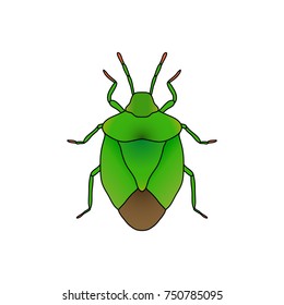 shield bug. Palomena prasina.  hand-drawn Sketch of shield bug isolated on white background.  Vector illustration