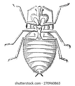 Blindaje Bug, ilustración vintage grabada. Historia natural de los animales, 1880.