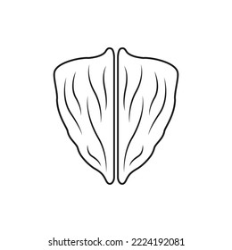 shield shape walnut vector illustration outline line drawing