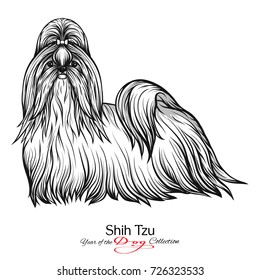 Shih Tzu. Black and white graphic drawing of a dog. 
