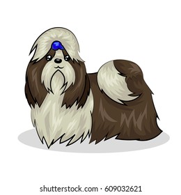 shih tzu dog