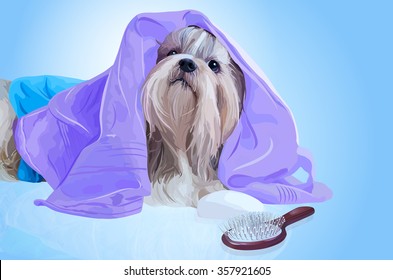 Shih tzu dog after washing with bathrobe, towels and comb
