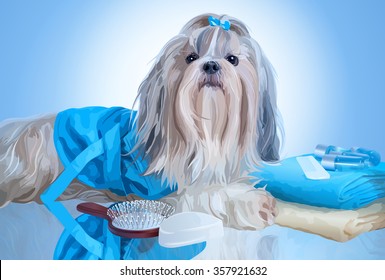 Shih tzu dog after washing with bathrobe, towels and comb