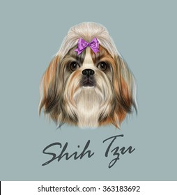 Shih Tzu dog animal cute face. Vector funny Chinese purebred Shih tzu puppy head portrait. Realistic fur portrait of gold and white young Shih tzu doggy isolated on gray background.